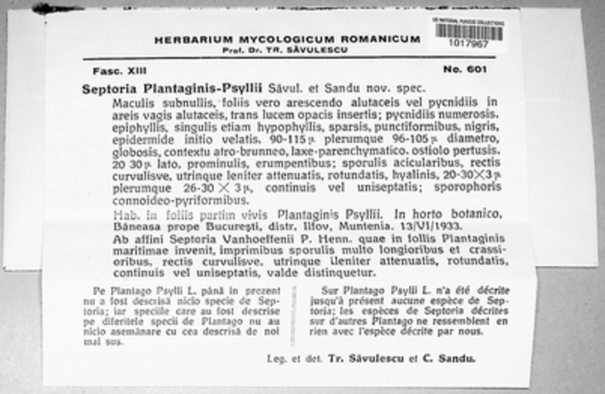 Septoria plantaginis-psylli image